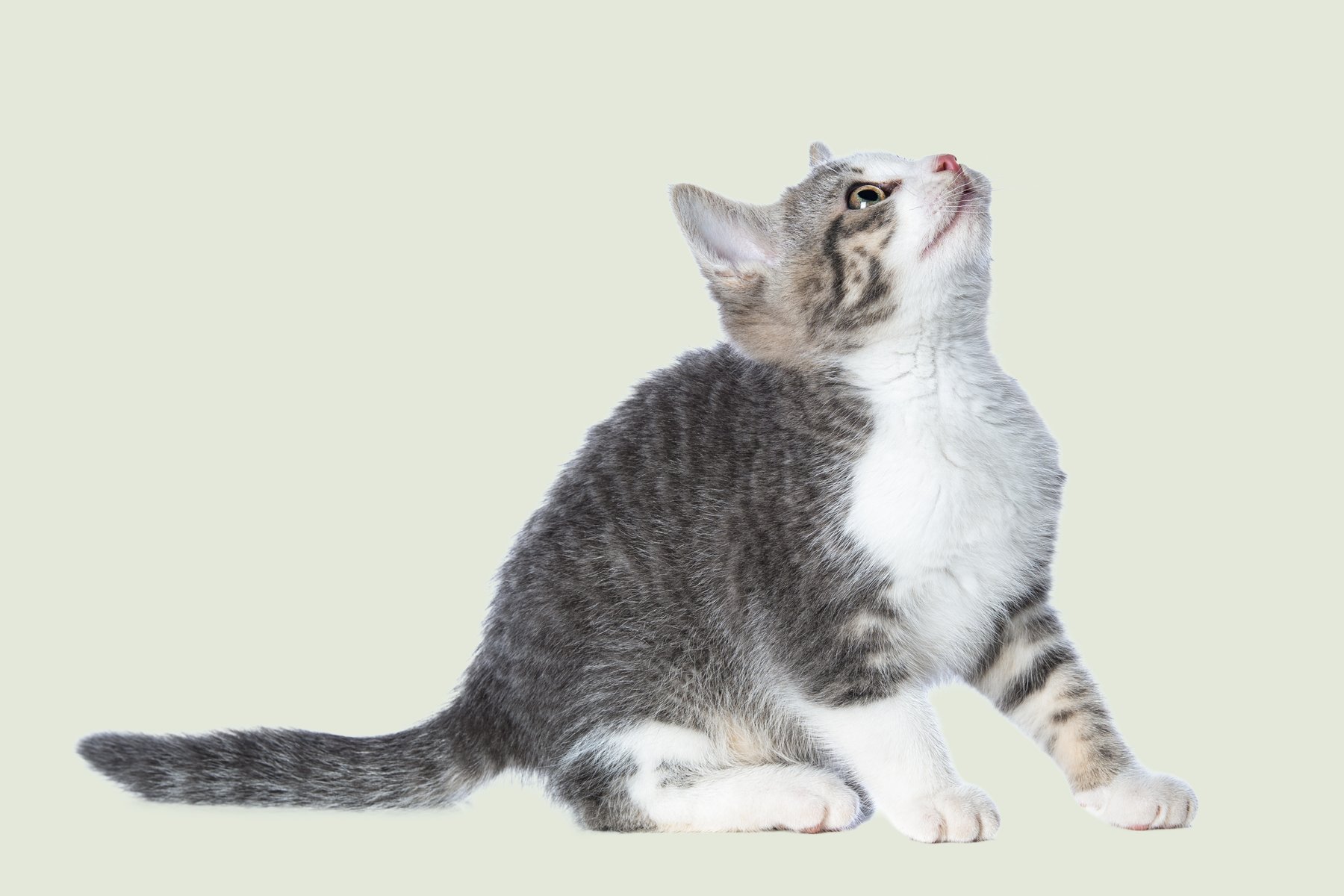 Biscuit, a bold tabby-and-white kitten, looking up curiously