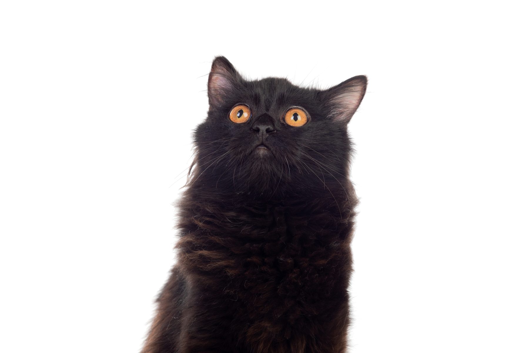 Chai, a regal long-haired black Persian mix cat with striking amber eyes