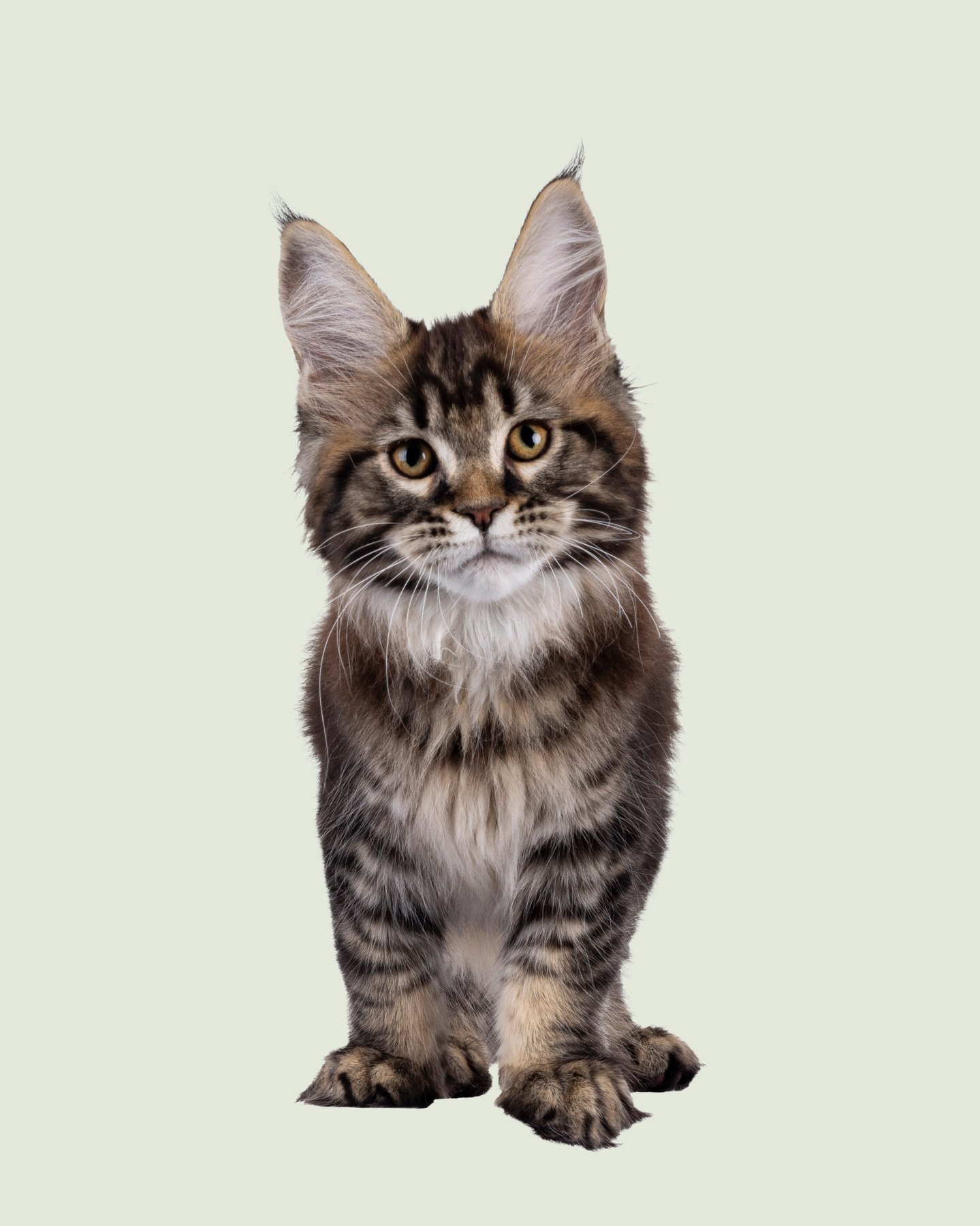 Latte, a fluffy Maine Coon mix kitten with tabby markings, standing and looking at the camera