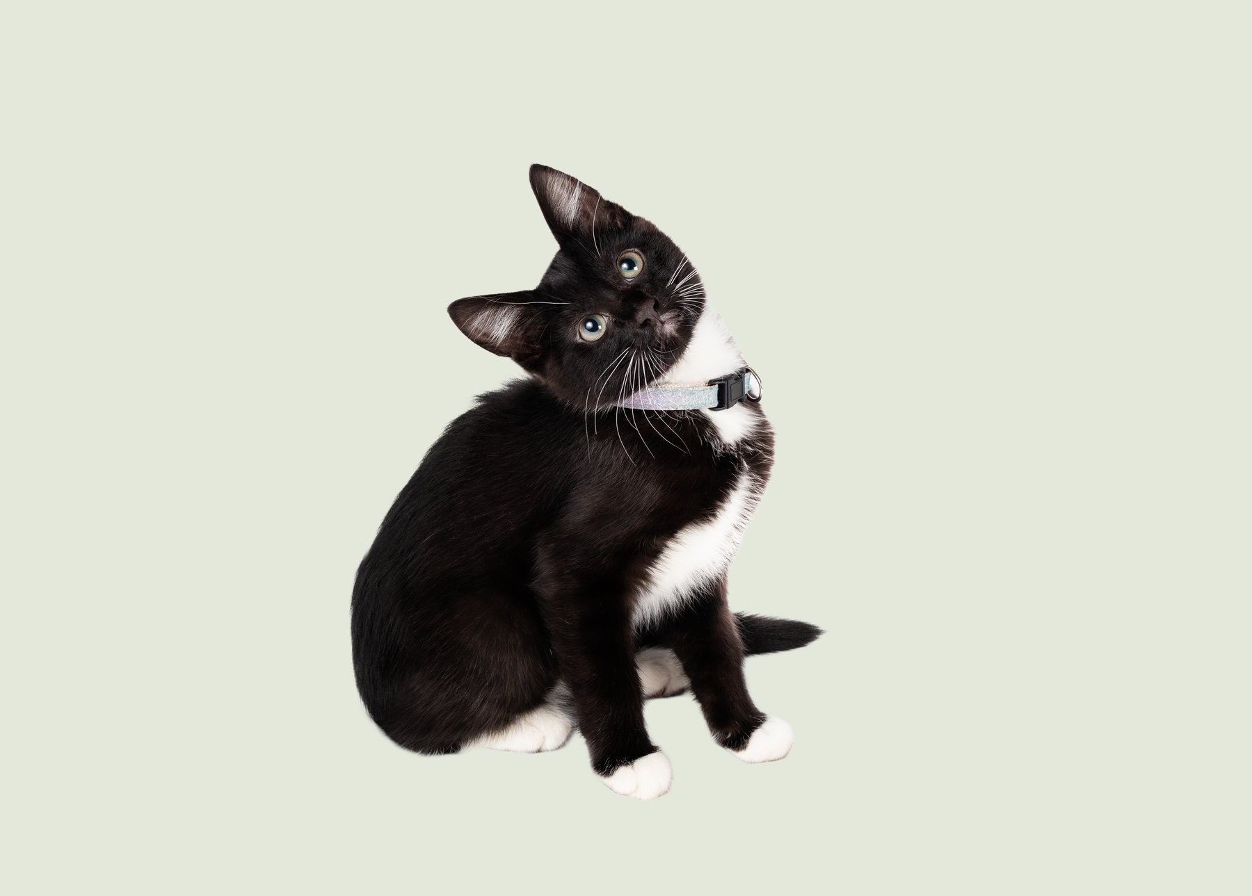 Mochi, a playful black-and-white kitten wearing a sparkly collar, looking up