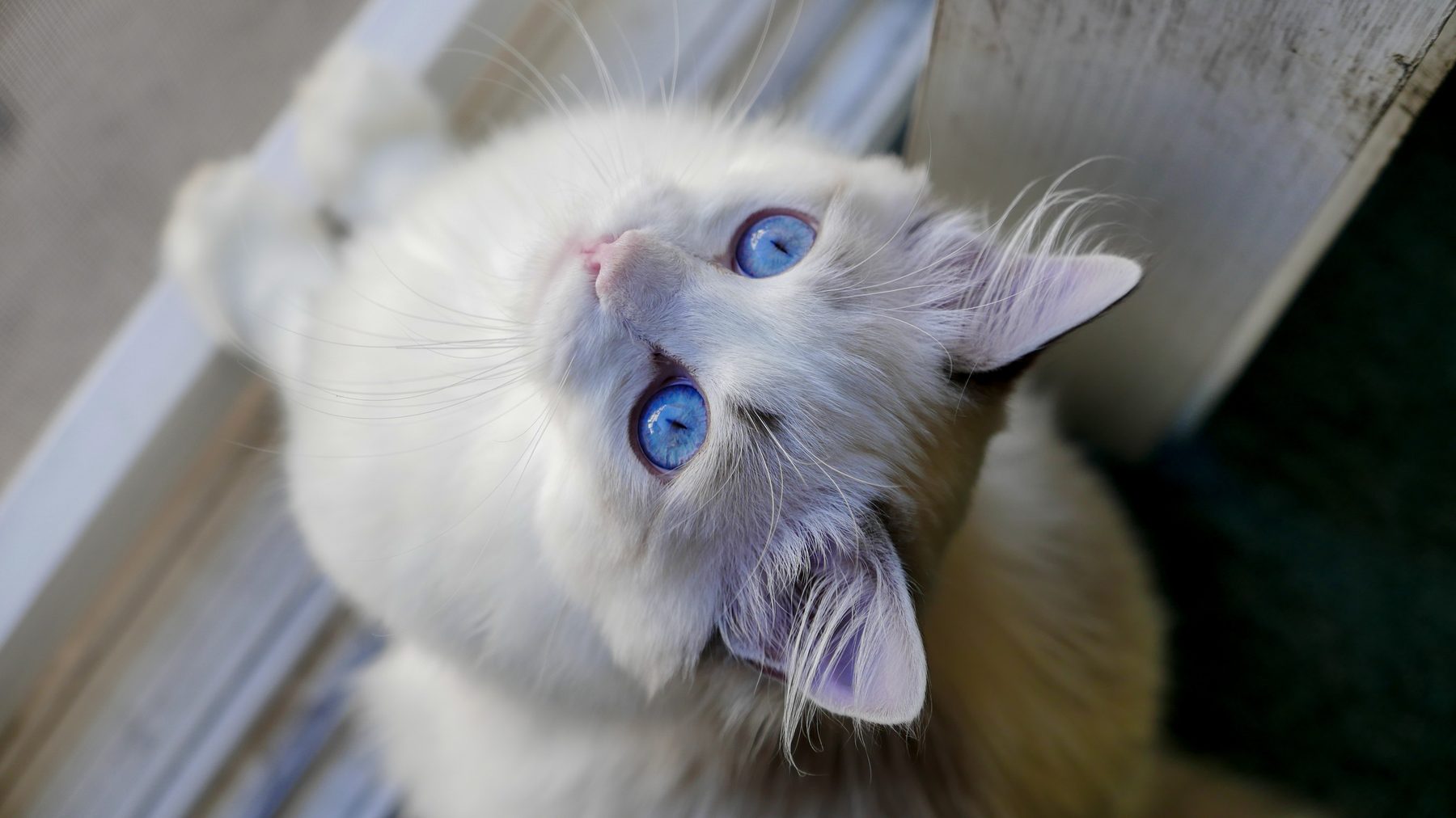 Pebble, a calm fluffy Ragdoll mix cat with blue eyes