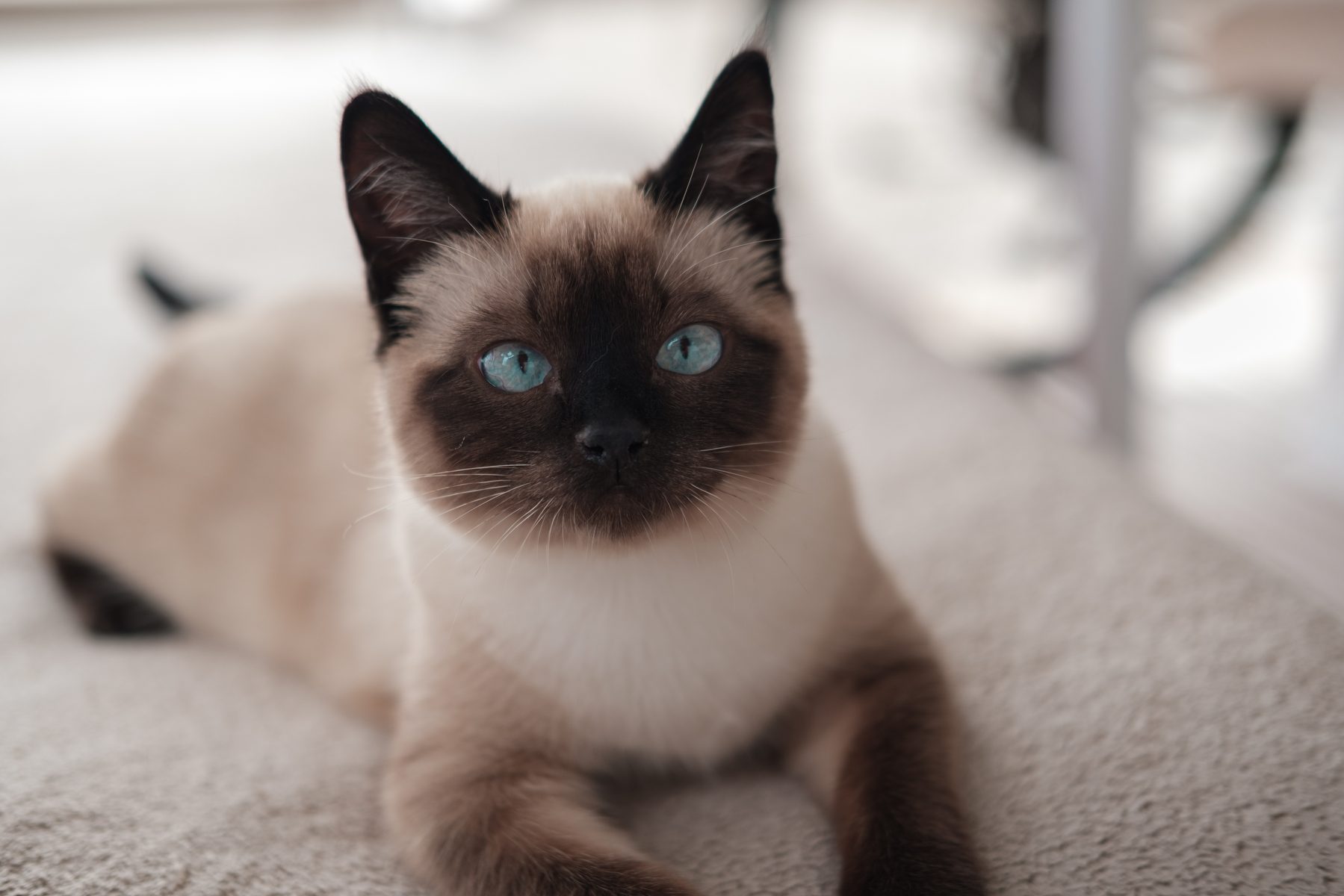 Waffles, an affectionate Siamese mix kitten with blue eyes